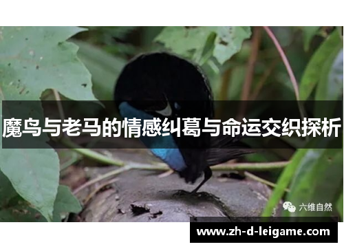 魔鸟与老马的情感纠葛与命运交织探析